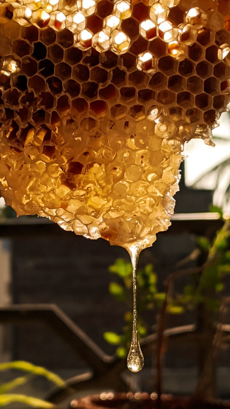Pierzga pszczela jako naturalny sposób na poprawę odporności organizmu